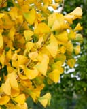 Grindstone Ginkgo branches covered in bright golden fan-shaped autumn leaves