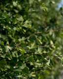 Grindstone Ginkgo branches with green fan-shaped leaves in dense foliage