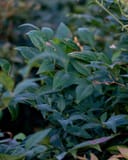 Gulf Stream Nandina with dense green foliage and reddish new growth