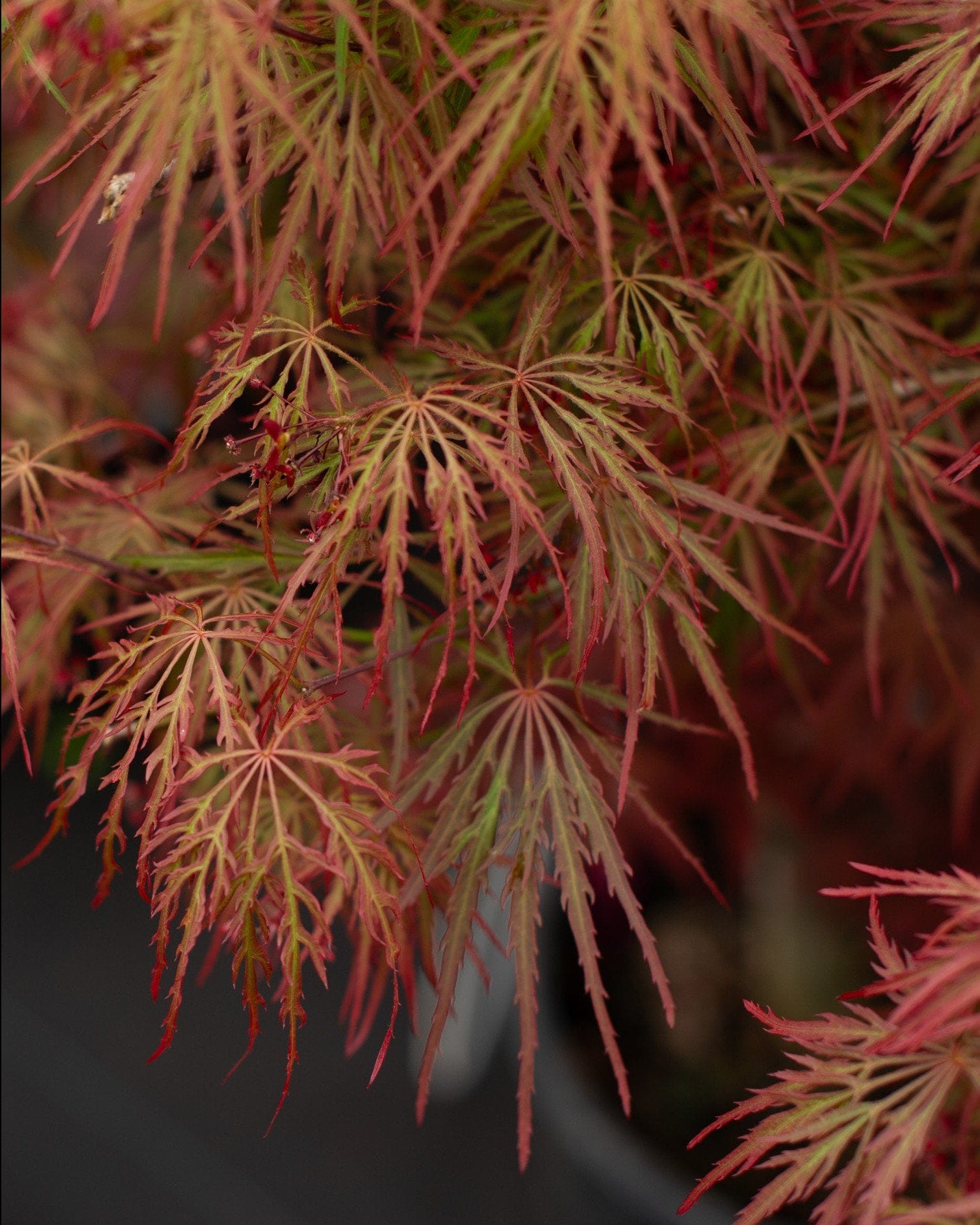 Hana Matoi Japanese Maple cascading foliage Hana Matoi Japanese Maple with finely cut green and red cascading foliage