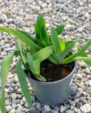 Harvest of Memories Iris with long green leaves in a nursery container on gravel