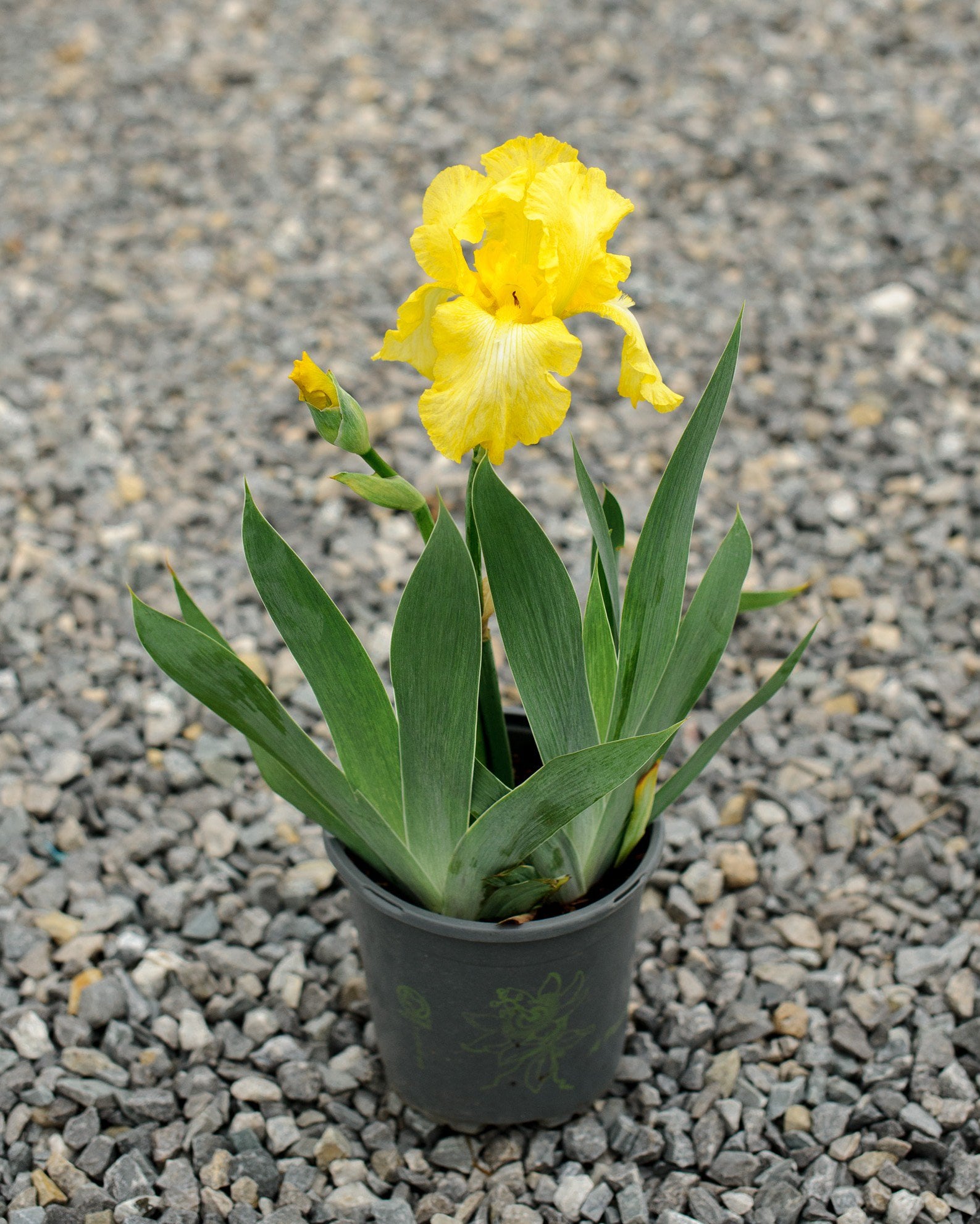 Harvest of Memories Iris yellow blooms Harvest of Memories Iris with bright yellow ruffled blooms and narrow green leaves in a black nursery pot