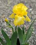 Harvest of Memories Iris with bright yellow ruffled blooms and long green leaves