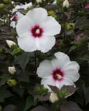 Head over Heels Dream Hibiscus with large white flowers and deep pink centers among dark foliage