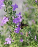 Heavenly Cloud Texas Sage with purple flowers and a bee among green foliage