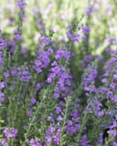 Heavenly Cloud Texas Sage covered in small purple flowers and narrow green leaves