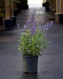Henry Duelberg Salvia with purple flowers growing in a nursery container