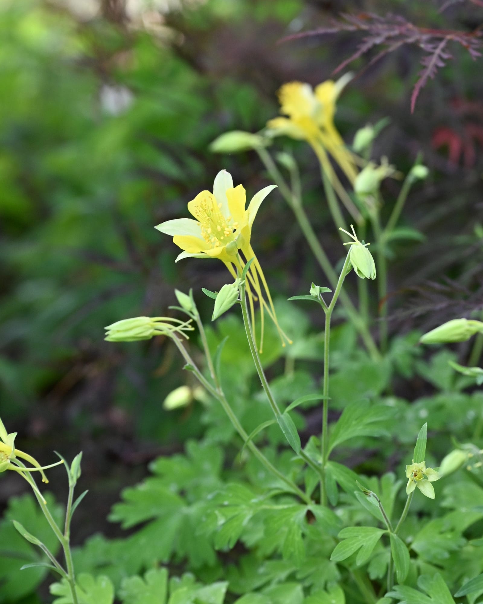 Hinckley's Golden Columbine yellow flowers Hinckley's Golden Columbine with delicate yellow flowers and green foliage in a garden setting