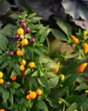 Hocus Pocus Ornamental Pepper with glossy green leaves and colorful orange, yellow, red, and purple peppers