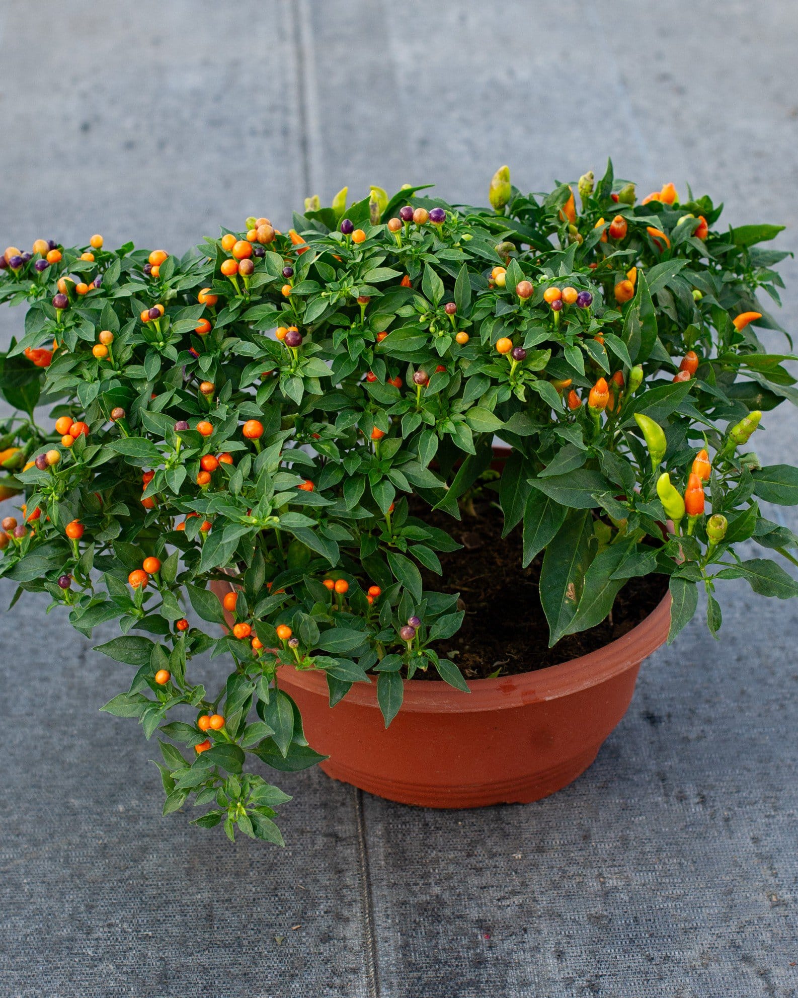 Hocus Pocus Ornamental Pepper colorful peppers Hocus Pocus Ornamental Pepper with green foliage and orange, yellow, and purple peppers in a terracotta pot
