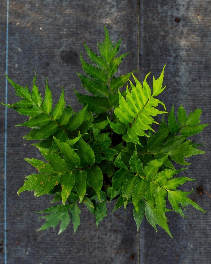 Holly Fern - view 2