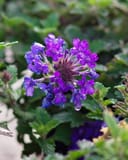 Homestead Purple Verbena with vivid purple flowers and water droplets among green foliage
