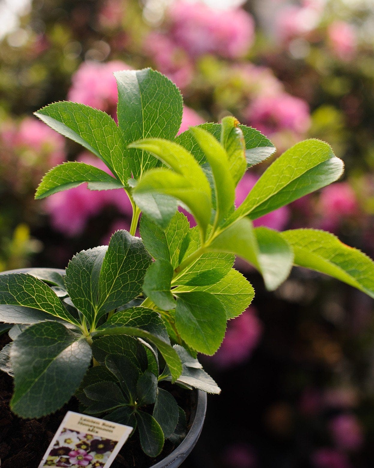 Honeymoon Mix Helleborus green foliage Honeymoon Mix Helleborus with bright green leaves in a nursery container and pink flowers behind it