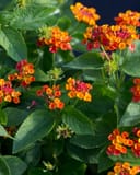 Hot Blooded Lantana with clusters of orange, yellow and red flowers among green foliage