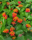 Hot Blooded Lantana with clusters of red, orange and yellow flowers among glossy green leaves