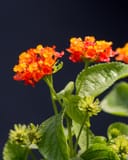Hot Blooded Lantana with orange and red flower clusters and textured green leaves