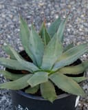 Huachuca Agave with blue green pointed leaves and reddish margins in a black nursery container