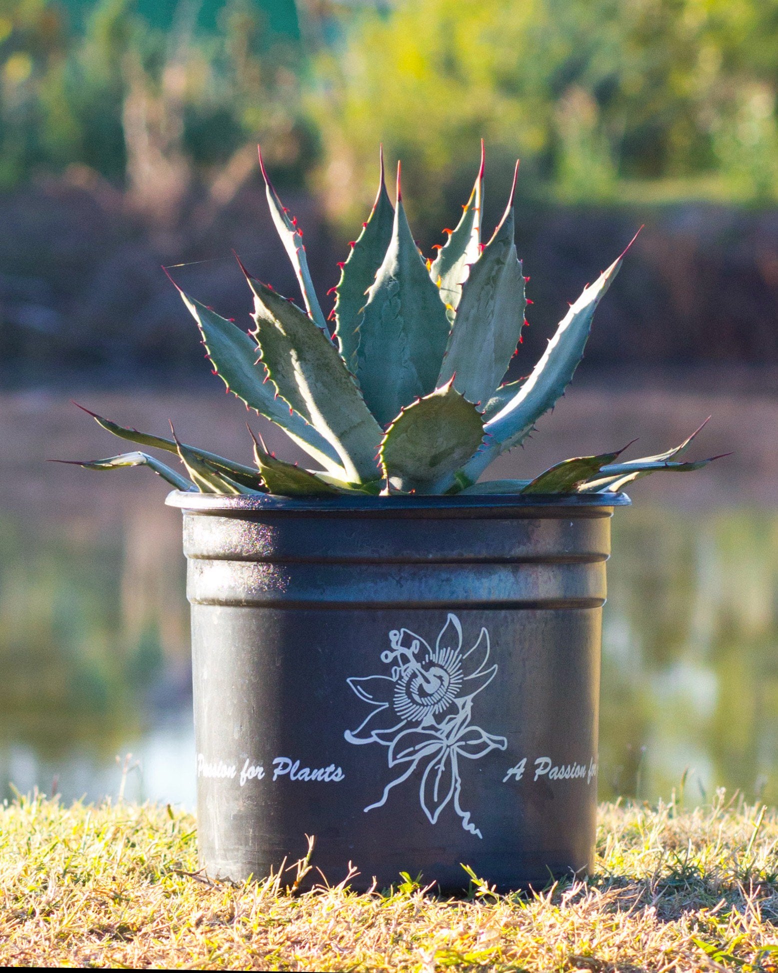 Huachuca Agave blue green leaves Huachuca Agave with blue green pointed leaves in a black nursery container beside a pond