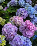 Hydrangea BloomStruck with abundant pink, purple and blue flower clusters