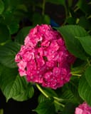 Hydrangea Summer Crush with a dense cluster of vivid pink flowers and broad green leaves