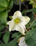 Ice N' Roses White Helleborus with a white flower and yellow-green center