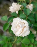 Icecap Rose with full white blooms and green foliage