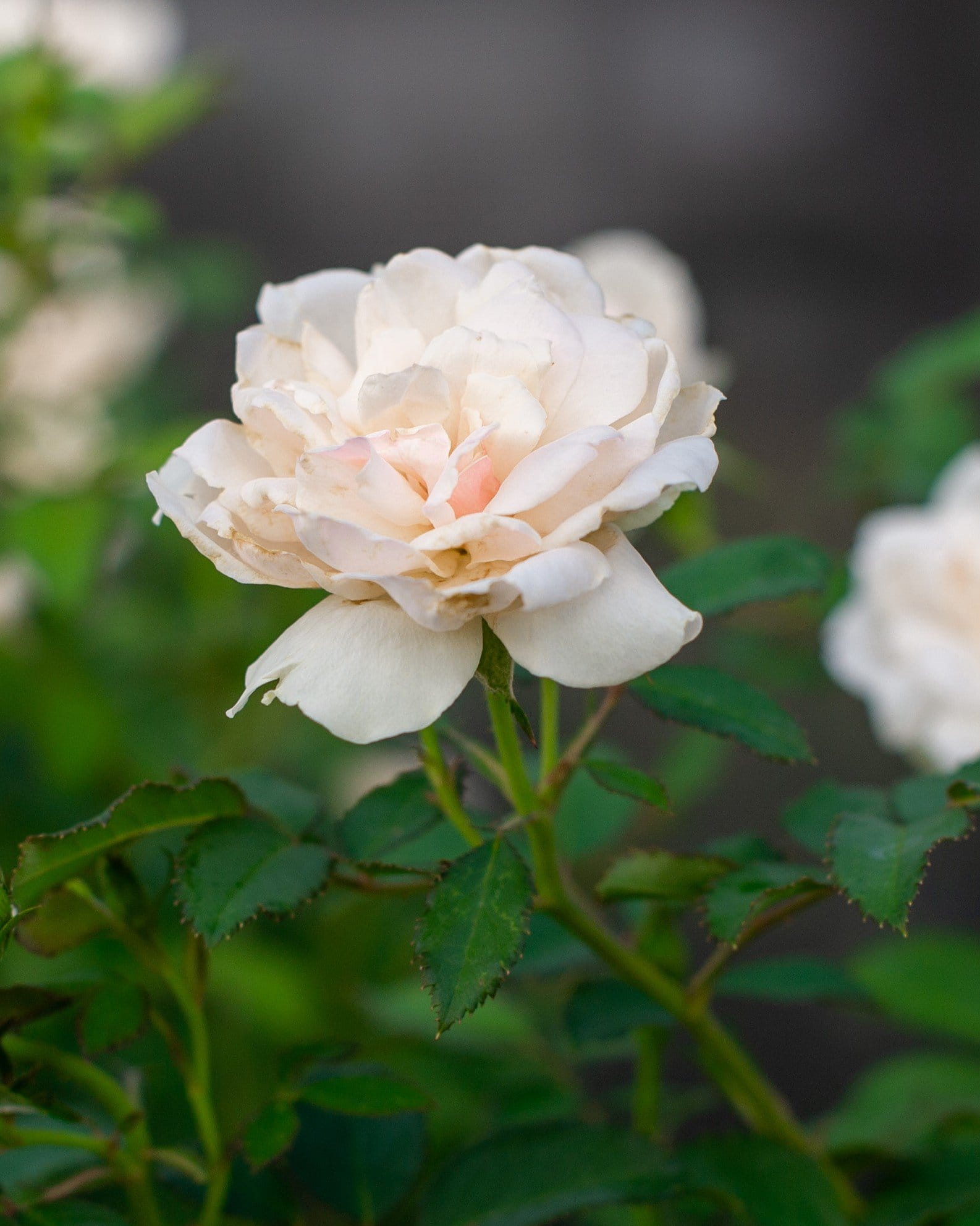 Icecap Rose white flower Icecap Rose with a full white flower and green foliage