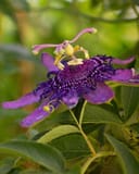 Incense Passionflower with vivid purple petals and intricate central filaments among green leaves