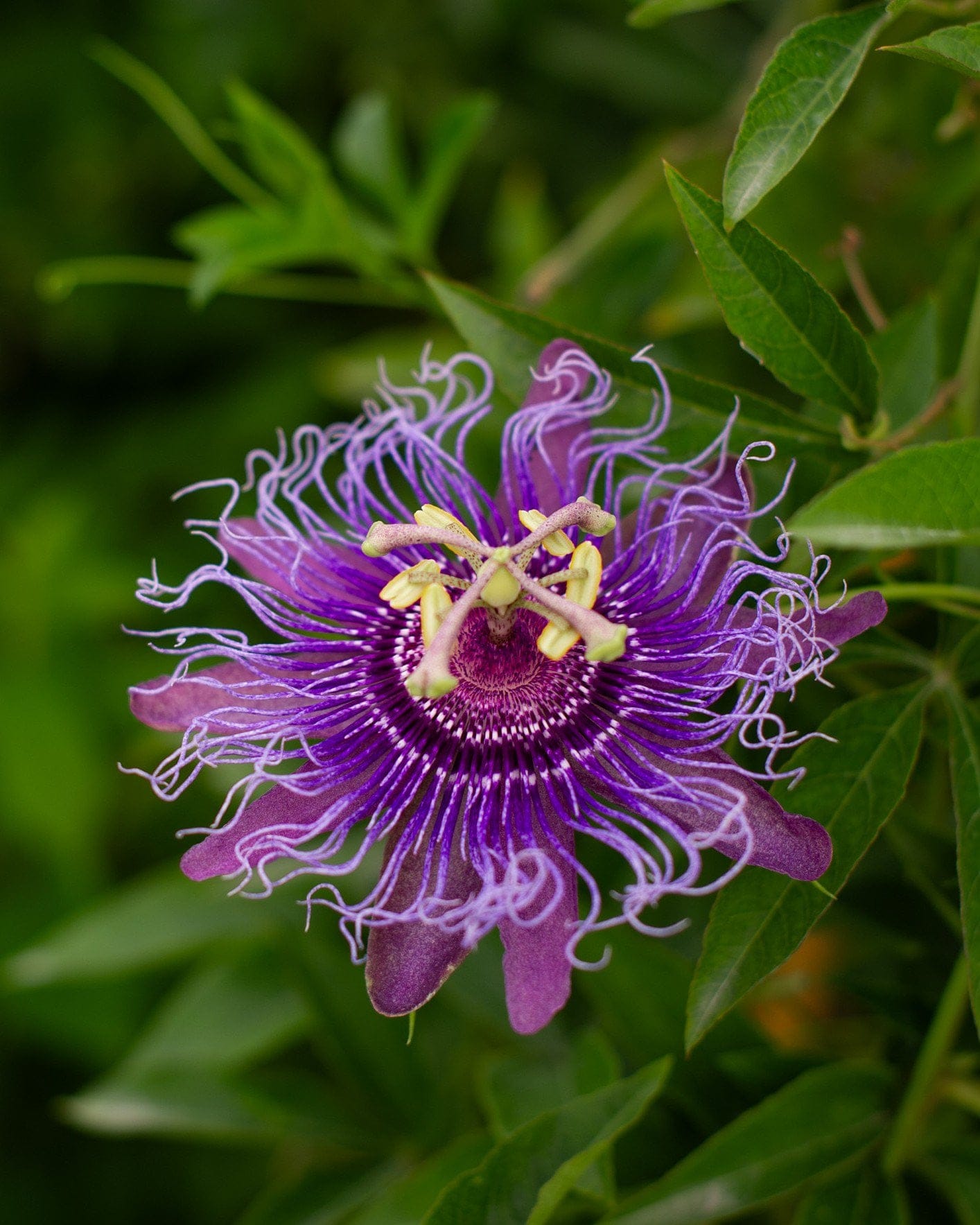 Incense Passionflower purple flower Incense Passionflower with intricate purple and lavender filaments among green leaves