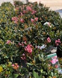 Indian Hawthorn Calisto shrubs with glossy foliage and clusters of pink flowers in nursery containers
