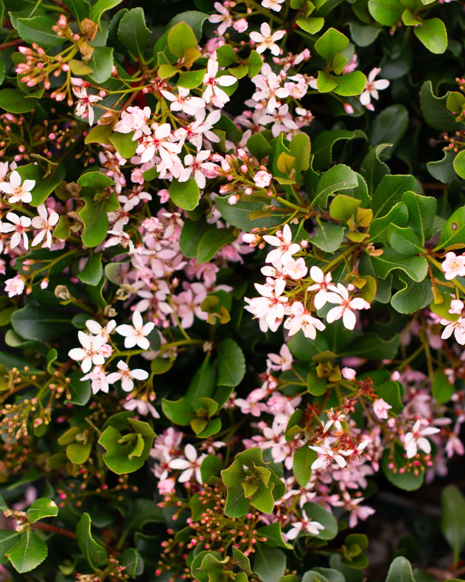 Indian Hawthorn Eleanor Tabor - view 2