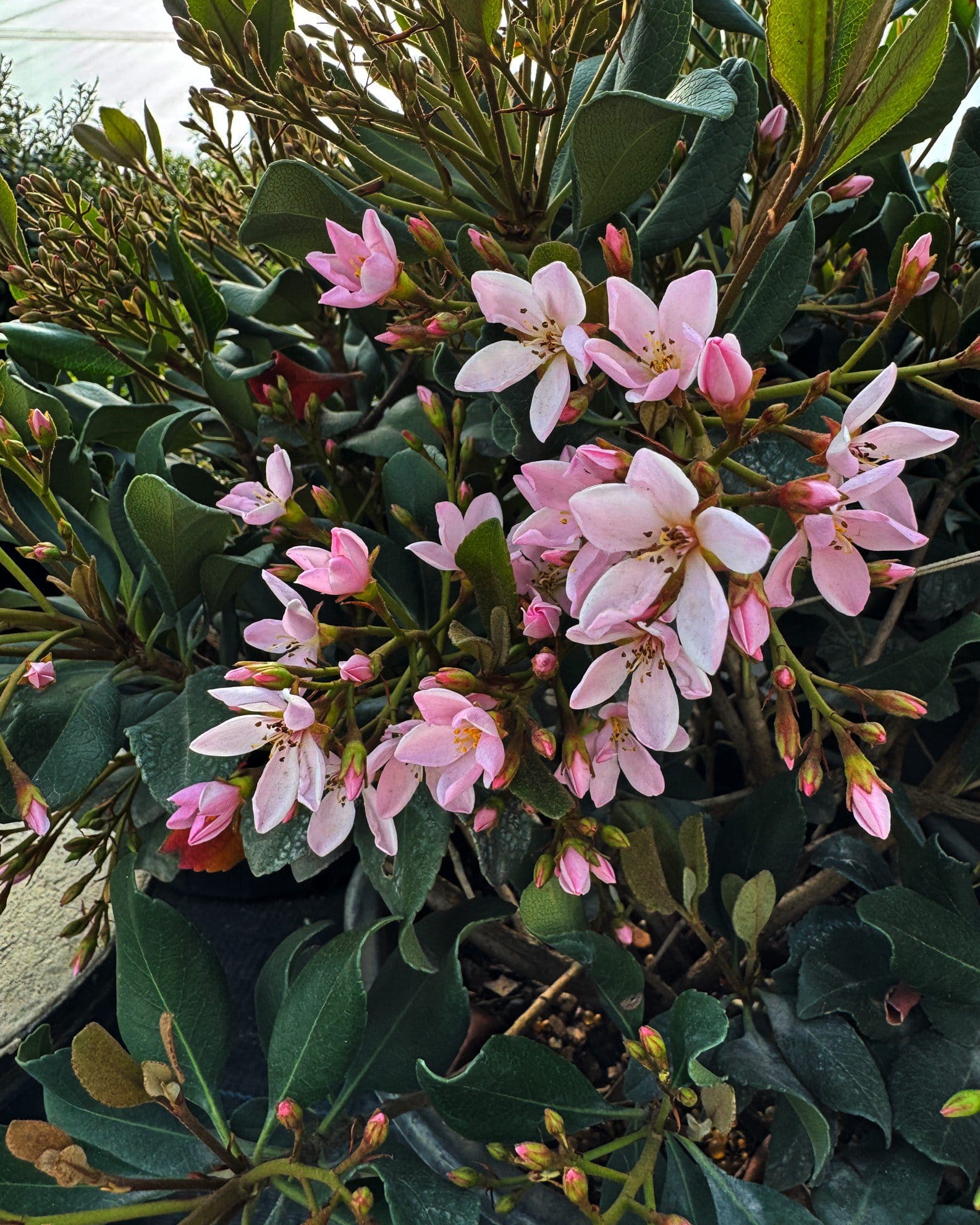 Indian Hawthorn Eleanor Tabor - view 3