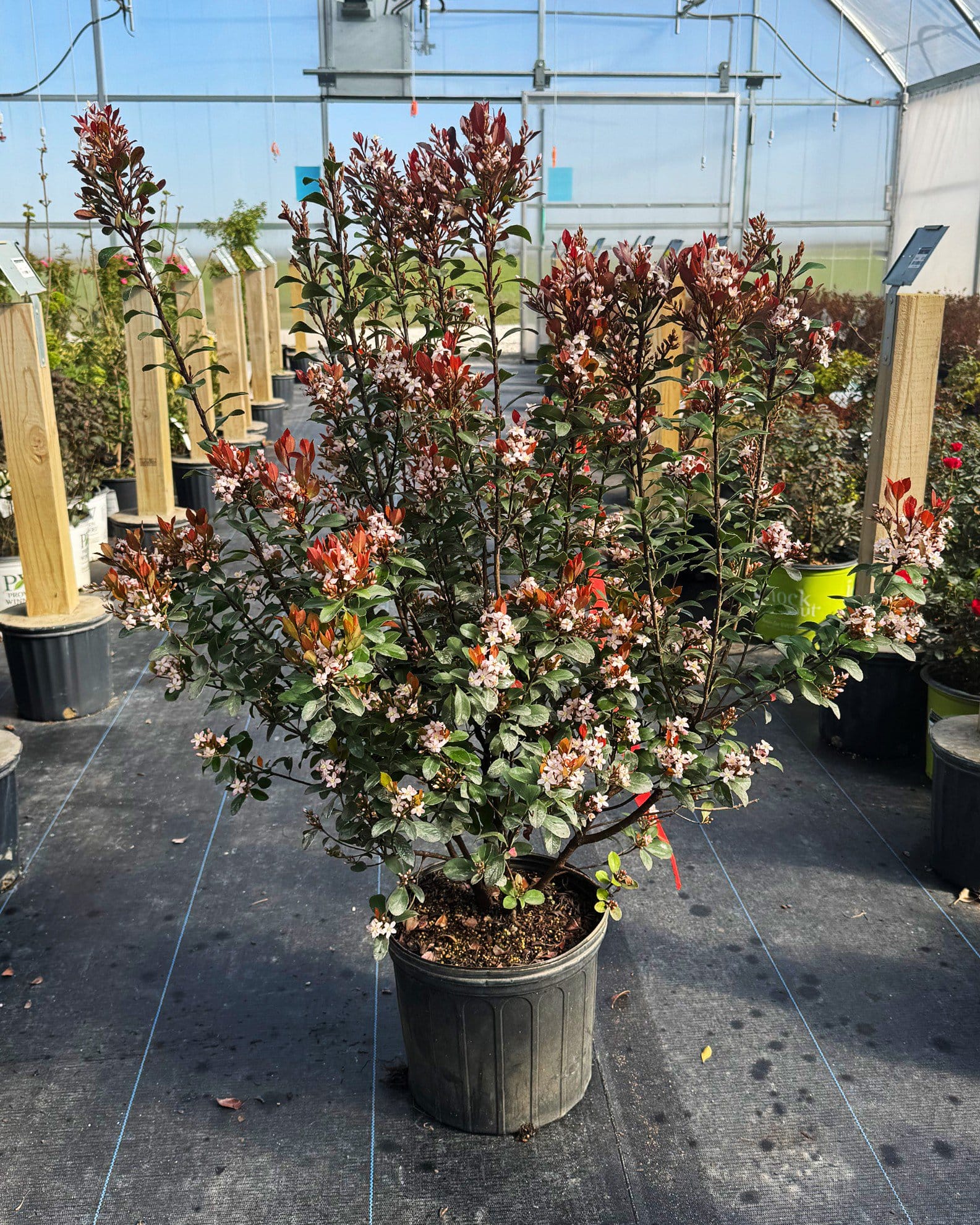 Indian Hawthorn Redbird flowering shrub Indian Hawthorn Redbird shrub with dark foliage and clusters of red and white flowers in a nursery container