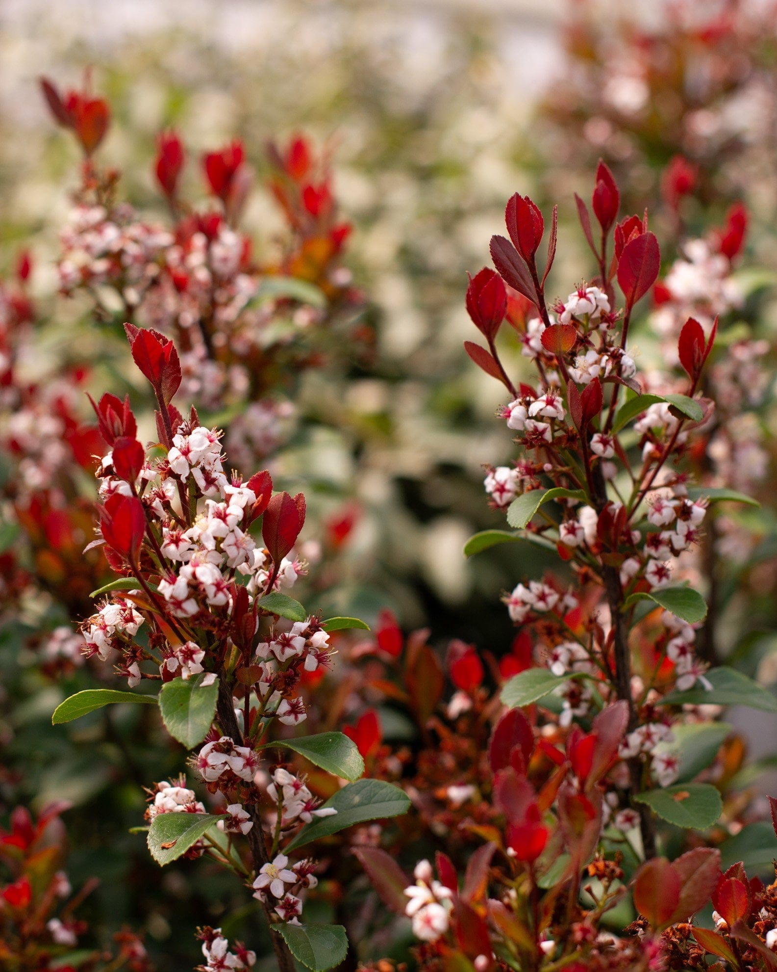 Indian Hawthorn Redbird red foliage flowers Indian Hawthorn Redbird with red new foliage and clusters of small white flowers