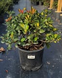 Indian Hawthorn Snow White with glossy green leaves and red new growth in a nursery container