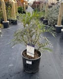 Indigo Flair Mahonia with narrow feathery foliage in a black nursery container
