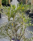 Indigo Flair Mahonia with narrow green foliage in a nursery container