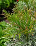 Indigo Flair Mahonia with narrow green foliage and reddish new stems