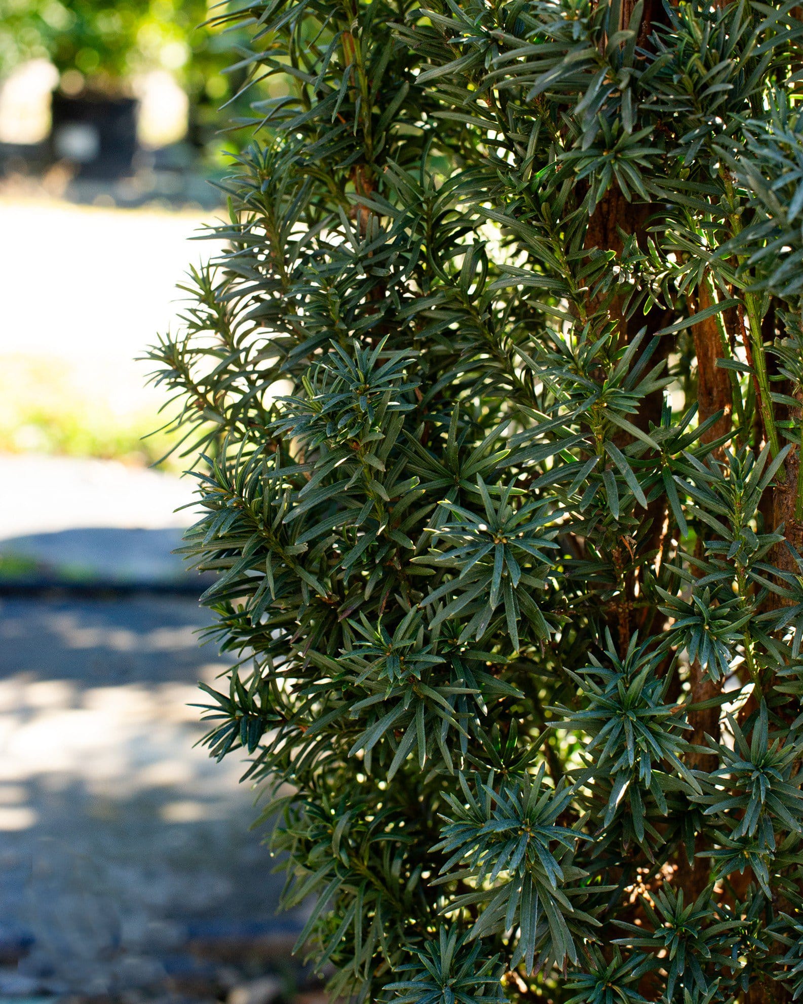 Irish Yew - view 3