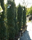 Irish Yew trees with narrow upright forms growing in black nursery containers