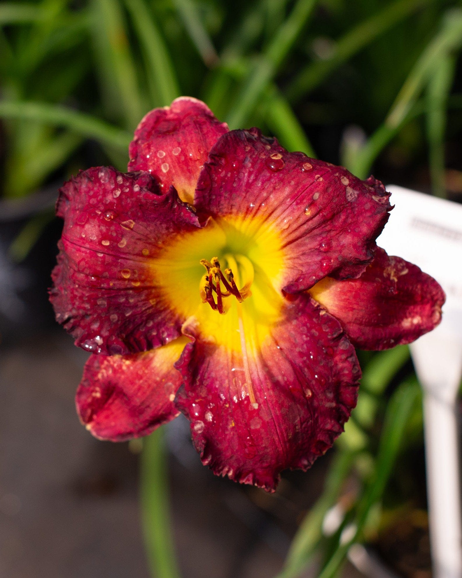 Island Fripp Daylily burgundy flower Island Fripp Daylily with a ruffled burgundy flower and bright yellow center covered in water droplets