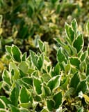 Jack Frost Ligustrum with dense green leaves edged in creamy white
