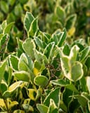 Jack Frost Ligustrum with green leaves edged in creamy white