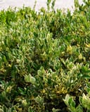 Jack Frost Ligustrum with dense green foliage edged in creamy white