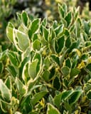 Jack Frost Ligustrum with dense green leaves edged in creamy white