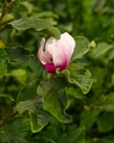 Jane Magnolia with a pink and white flower opening among glossy green leaves