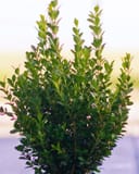 Japanese Boxwood with dense glossy green foliage and upright new growth