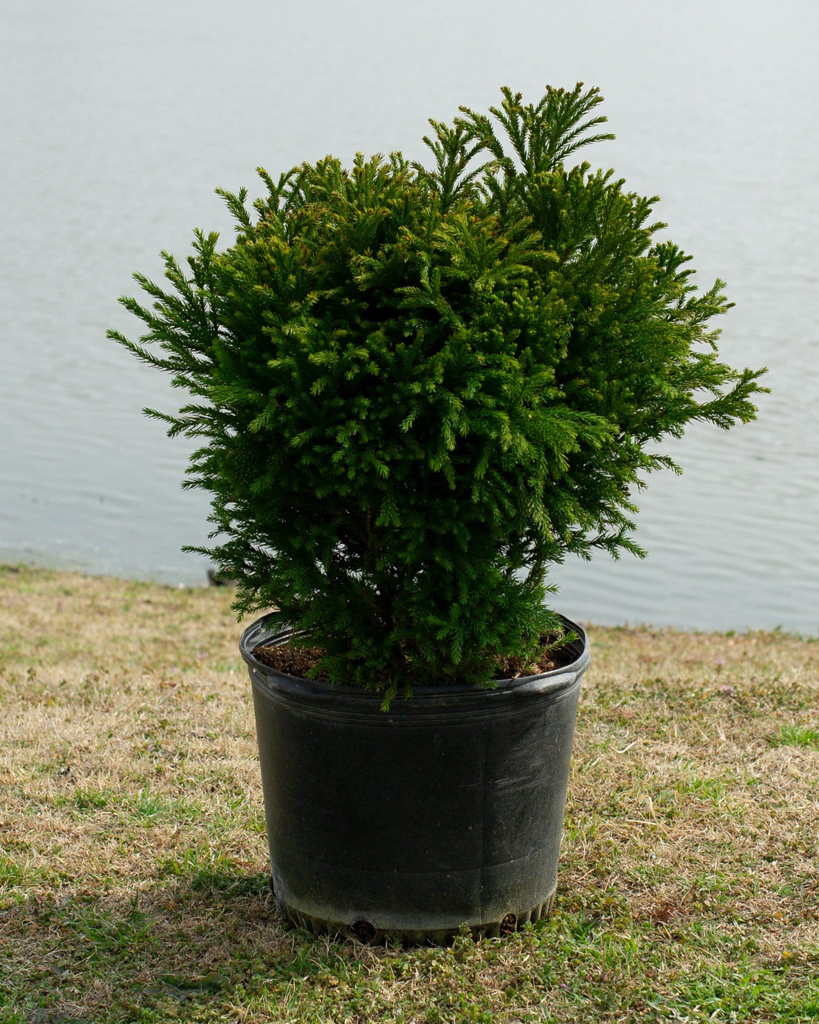 Japanese Cedar Dwarf dense green foliage Japanese Cedar Dwarf with dense bright green foliage in a black nursery container