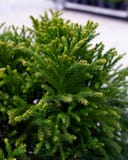 Japanese Cedar Dwarf with dense bright green, feathery foliage in a nursery container