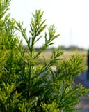 Japanese Cedar Yoshino with bright green feathery foliage growing outdoors
